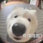 laohan的头像-Sapphire组件中心&团队